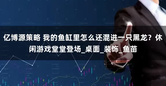 亿博源策略 我的鱼缸里怎么还混进一只黑龙？休闲游戏堂堂登场_桌面_装饰_鱼苗