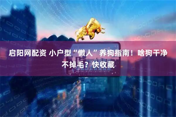 启阳网配资 小户型“懒人”养狗指南！啥狗干净不掉毛？快收藏